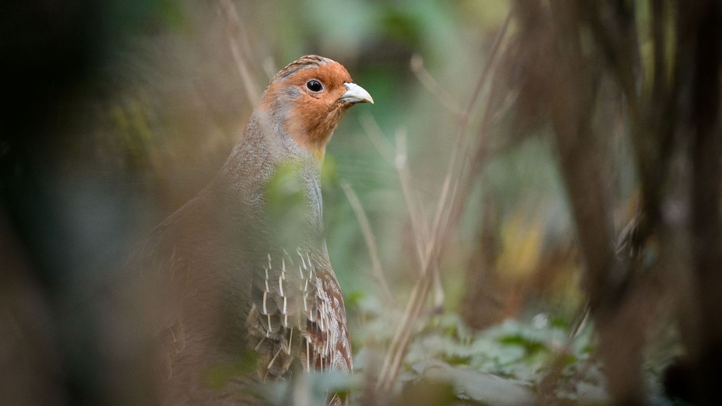 Ein Rebhuhn sitzt in einem Gehege des Zoologischen Gartens Wilhelma Foto: Sina Schuldt/dpa