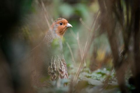 Ein Rebhuhn sitzt in einem Gehege des Zoologischen Gartens Wilhelma Foto: Sina Schuldt/dpa