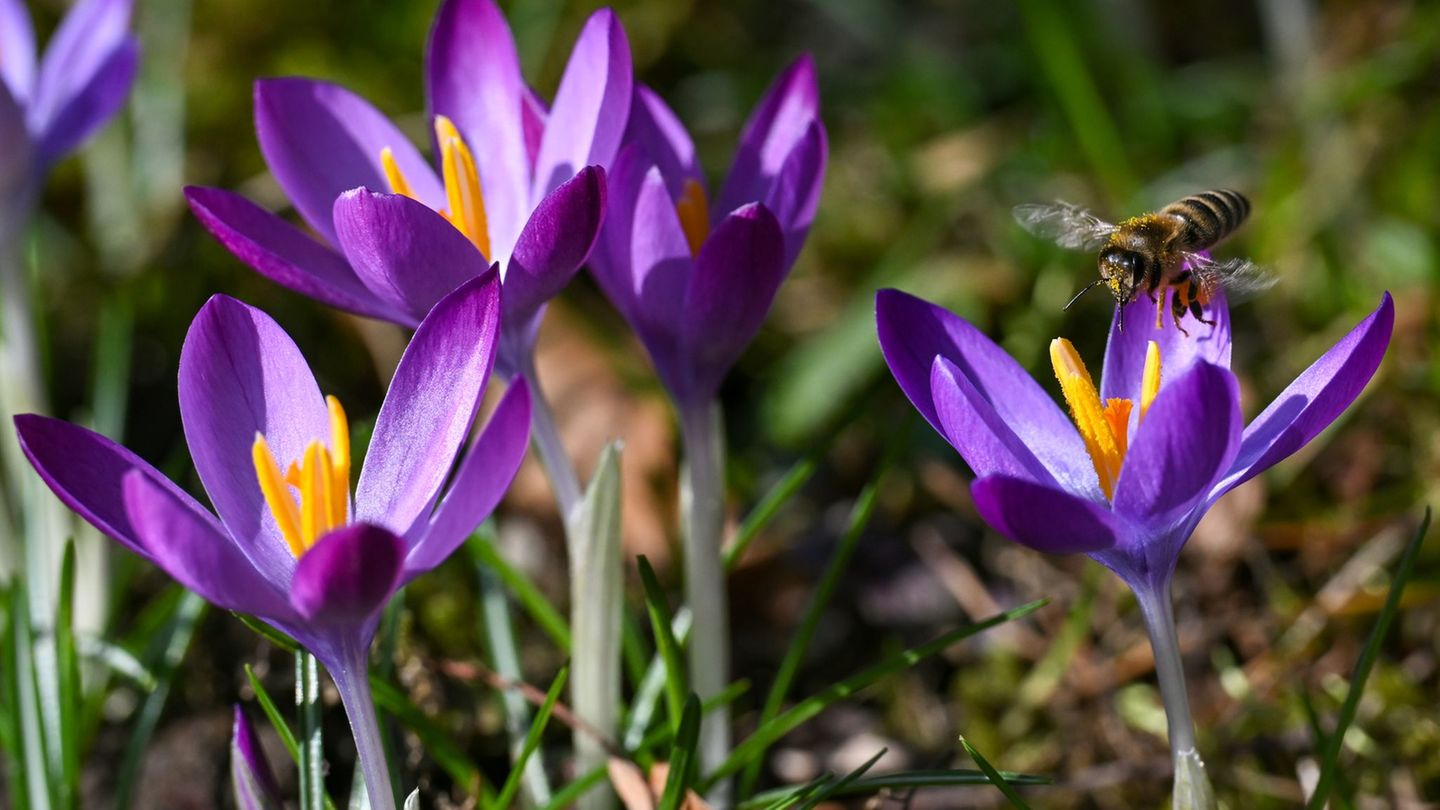 Wetter: Sonne und Regenschauer bei Temperaturen bis 19 Grad