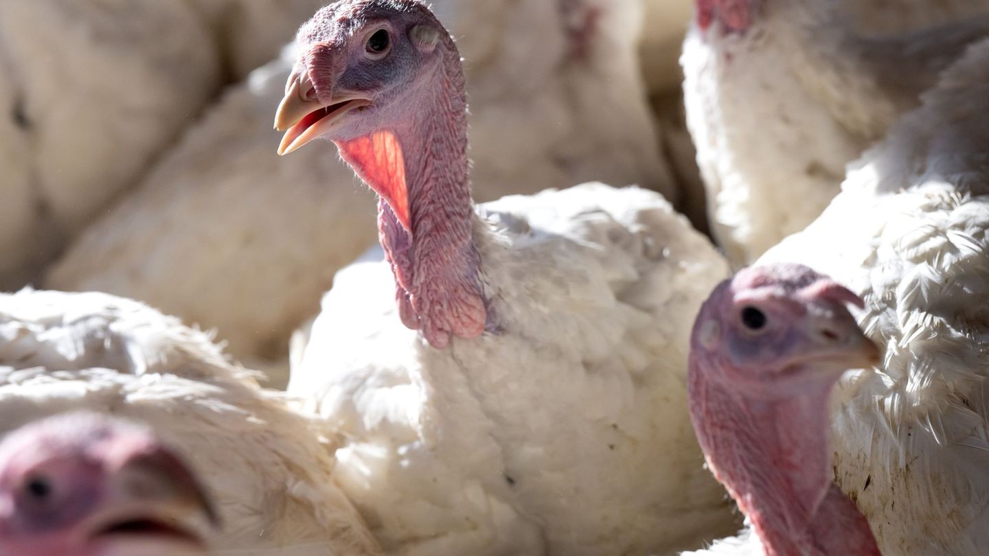 Die Vogelgrippe Virusvariante H5N1 ist hoch ansteckend. (Symbolbild) Foto: Sven Hoppe/dpa