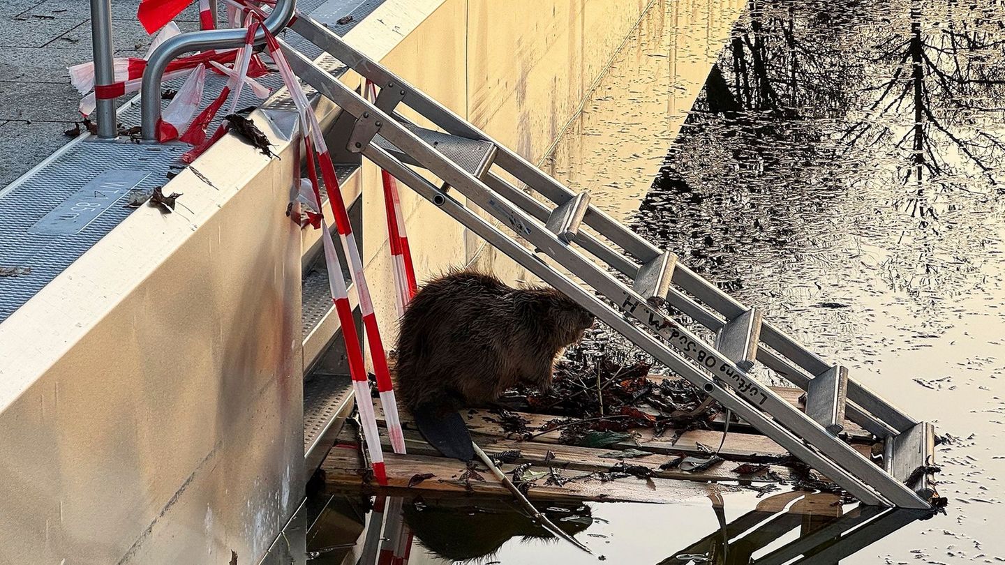 Weil der Biber nicht mehr aus dem halb gefüllten Schwimmbecken herauskam, baute ihm die Feuerwehr eine Rampe. Foto: -/Berufsfeue