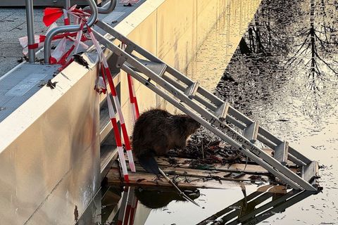 Weil der Biber nicht mehr aus dem halb gefüllten Schwimmbecken herauskam, baute ihm die Feuerwehr eine Rampe. Foto: -/Berufsfeue