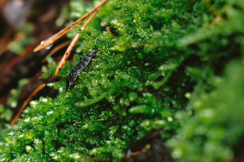 Eine Assel im Moos