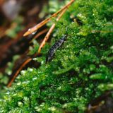 Eine Assel im Moos