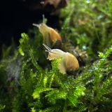 Zwei Schnecken im Moos