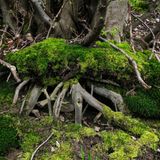 Bemooste Wurzeln