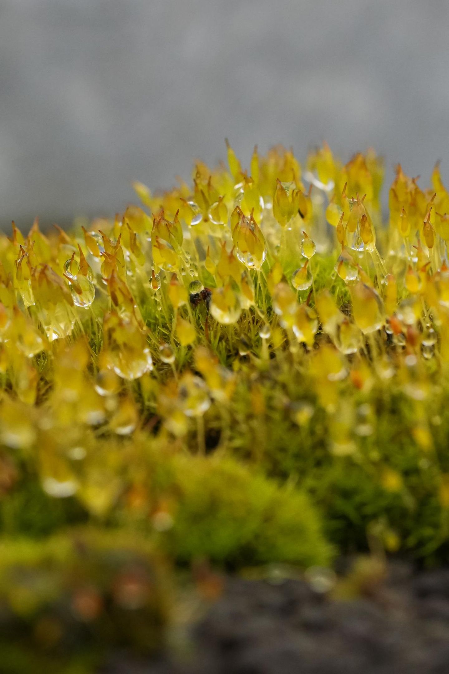 Wassertropfen auf Moos