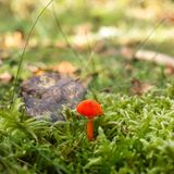 Ein Pilz im Moos
