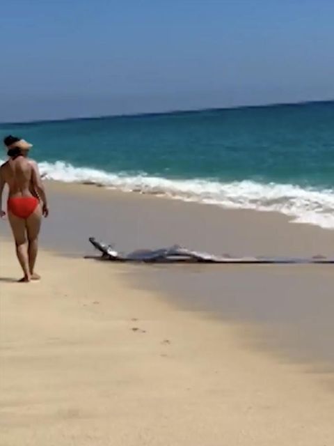 Touristen entdecken drei Meter lange Meereskreatur am Strand