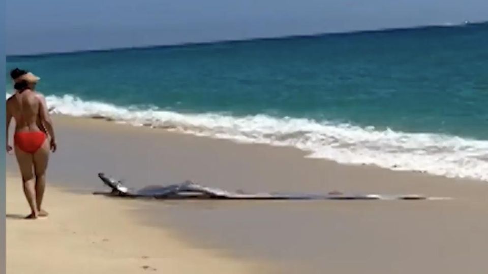 Touristen entdecken drei Meter lange Meereskreatur am Strand