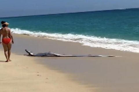Touristen entdecken drei Meter lange Meereskreatur am Strand
