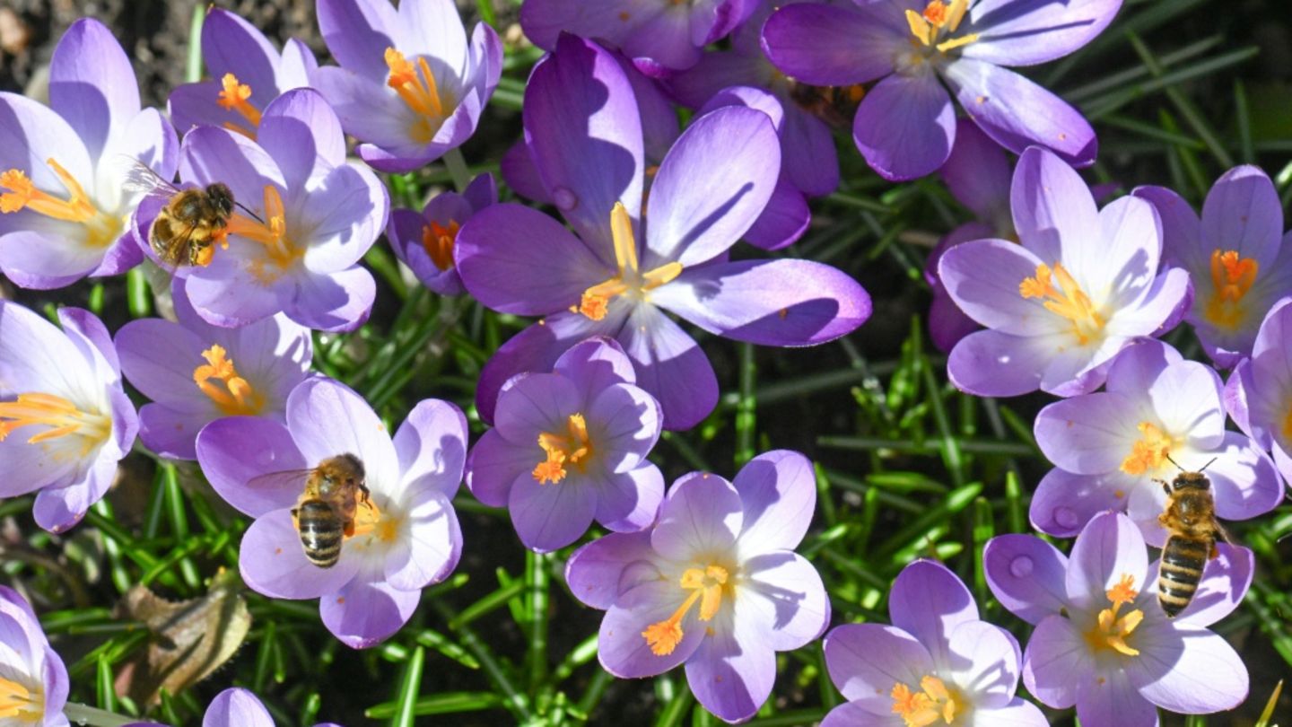 Krokusse als Frühlingsboten