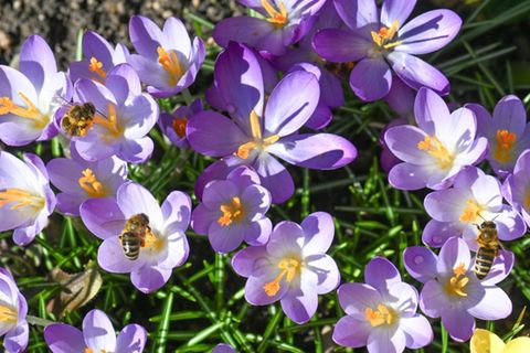 Krokusse als Frühlingsboten