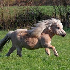 Shetlandpony als eine der kleinsten Ponyrassen