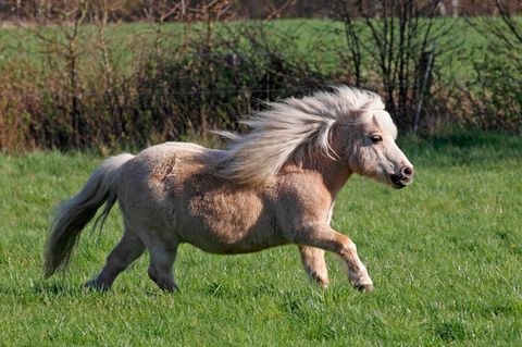 Shetlandpony als eine der kleinsten Ponyrassen