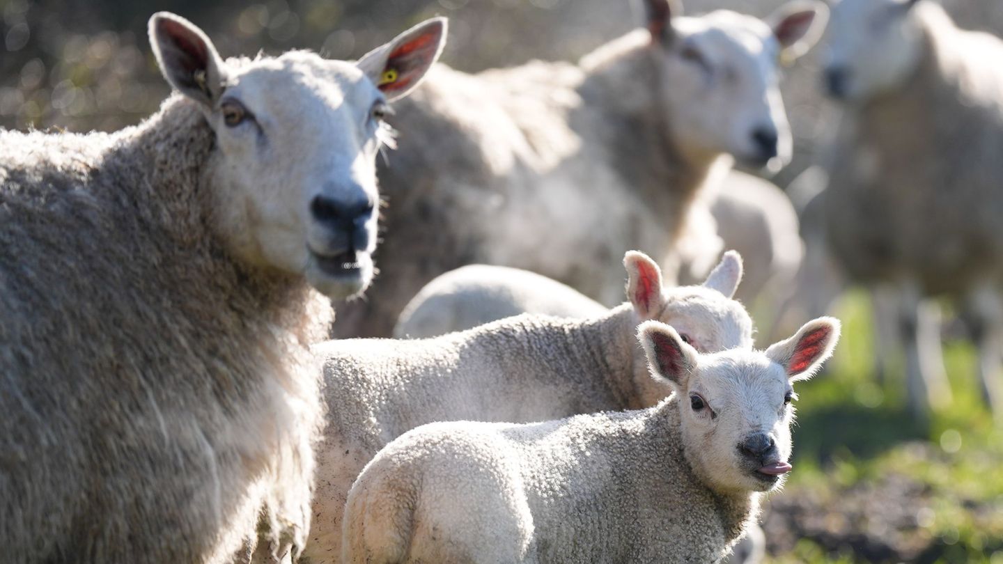 Die Anzahl der Schafe sinkt in Thüringen immer weiter. (Symbolbild) Foto: Jacob King/PA Wire/dpa