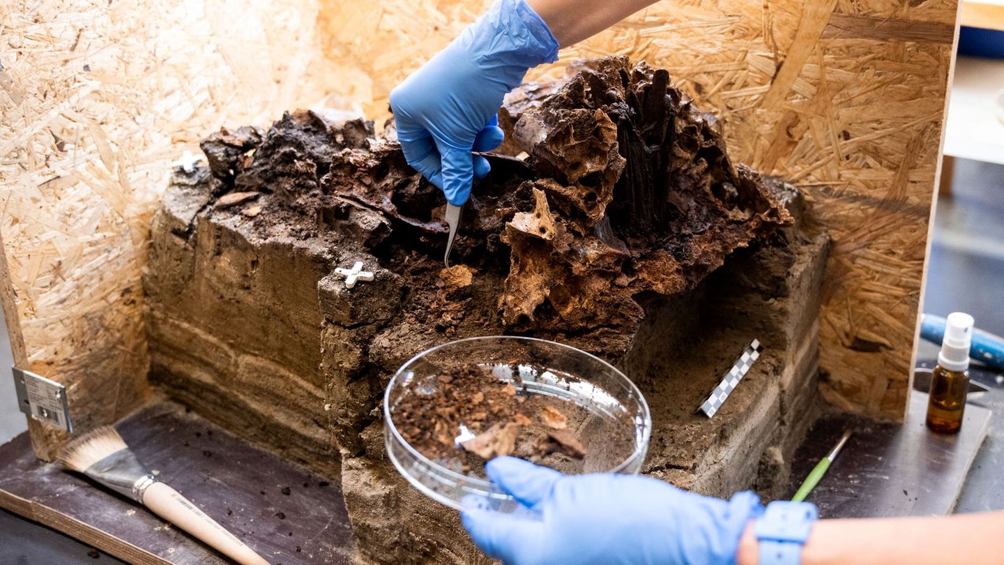 Spurensuche: Rätsel um Holzpflock im 10.500 Jahre alten Ochsenschädel