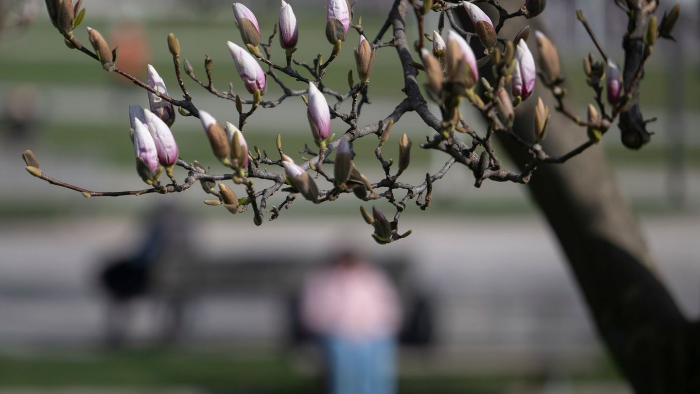 Die Magnolienblüte steht in den Startlöchern. Foto: Marijan Murat/dpa