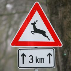 Ein Reh auf der Straße hatte den Unfall ausgelöst. (Symbolbild) Foto: Bernd Wüstneck/dpa-Zentralbild/dpa