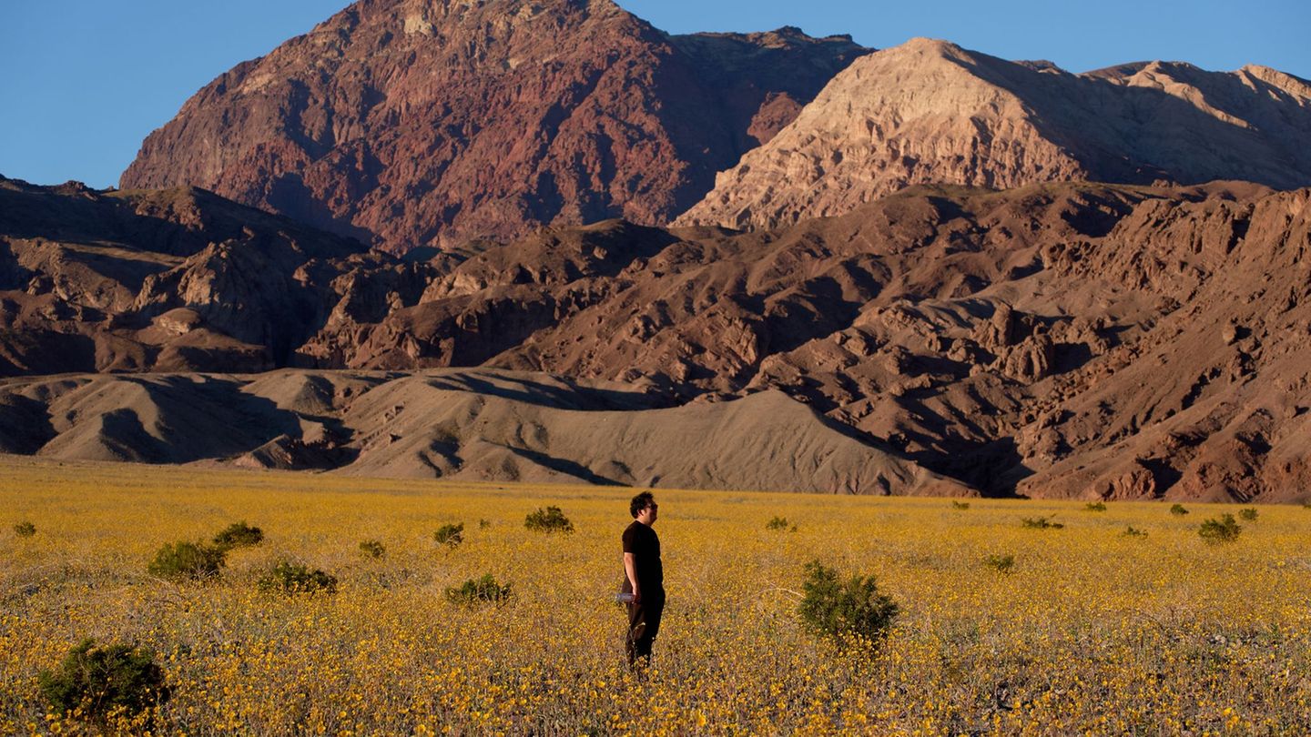 Eine der trockensten Wüsten: Seltene Blütenpracht im Death Valley