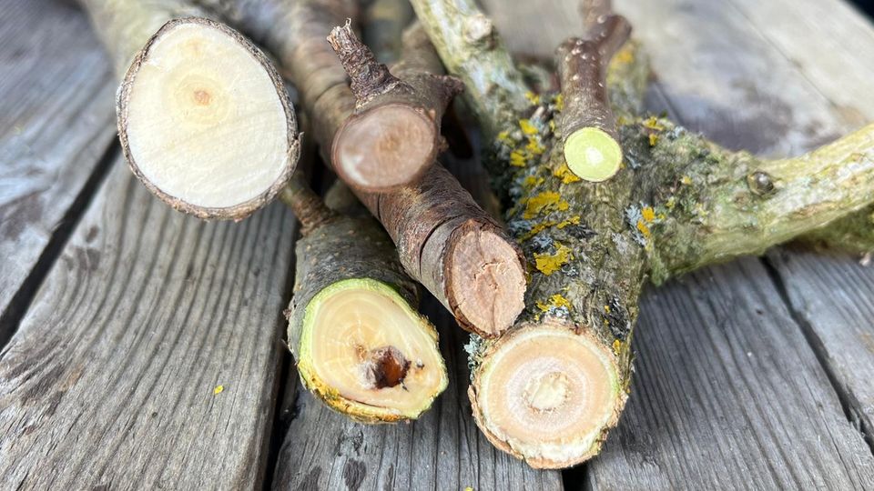 Mehrere Äste nebeneinander