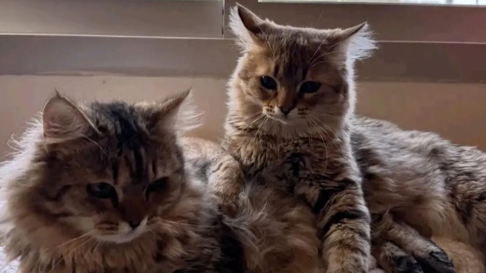 Zurückgelassene Katzen