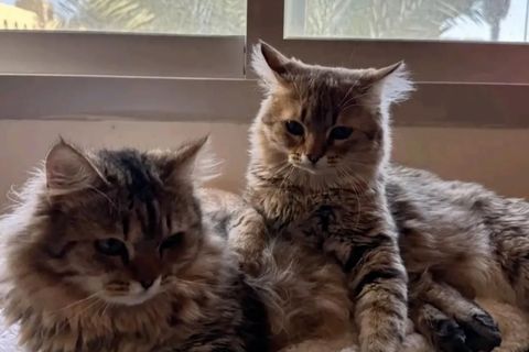 Zurückgelassene Katzen