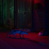 Urban Wildlife  Night Dweller  Urban Wildlife | Runner-up  Kyle Moore  Red fox (Vulpes vulpes)  Lowestoft, England     While working on a project photographing foxes in the urban environment, I was drawn to this particular security hut because of the neon lighting. The fox was used to receiving handouts from the night security workers and would frequently come up to the windows, waiting for an easy meal. I set up my camera and used a wireless remote so as not to disturb the fox. A subtle flashgun was used to illuminate the ghostly shape as the fox approached some litter left by the main door.