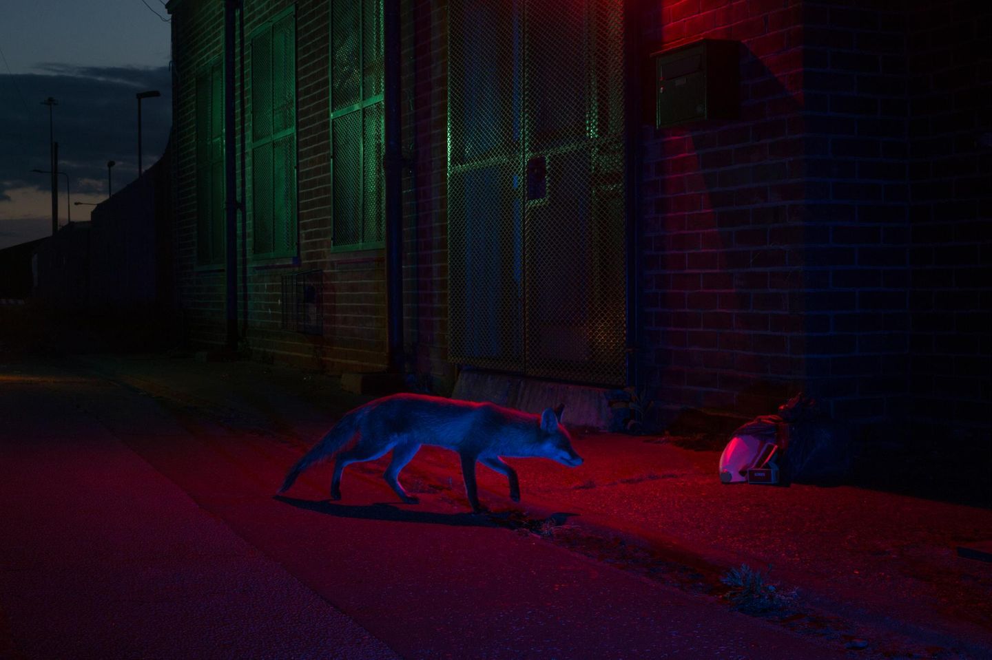 Urban Wildlife  Night Dweller  Urban Wildlife | Runner-up  Kyle Moore  Red fox (Vulpes vulpes)  Lowestoft, England     While working on a project photographing foxes in the urban environment, I was drawn to this particular security hut because of the neon lighting. The fox was used to receiving handouts from the night security workers and would frequently come up to the windows, waiting for an easy meal. I set up my camera and used a wireless remote so as not to disturb the fox. A subtle flashgun was used to illuminate the ghostly shape as the fox approached some litter left by the main door.