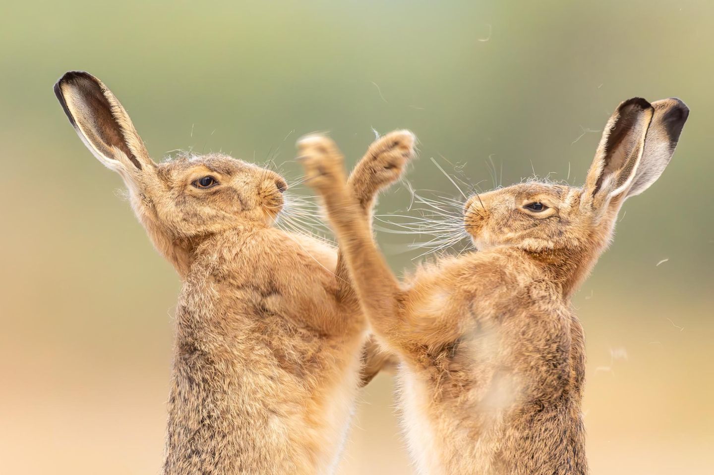 Animal Behaviour  The Fur Flew  Animal Behaviour | Runner-up  Sarah Darnell  Brown hare (Lepus europaeus)  Bintree, Norfolk, England     It was an exciting start to my early morning when I was able to witness the agility and effort of a pair of hares boxing. They were so close that I could hear the puffs and pants as they performed in front of me. As the activity became more intense, fur was lost, and I loved how it stayed on top of the hare’s head throughout this frenetic time. So intent were they to win the battle of wills they ignored my presence lying on the ground in plain sight.   