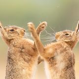 Animal Behaviour  The Fur Flew  Animal Behaviour | Runner-up  Sarah Darnell  Brown hare (Lepus europaeus)  Bintree, Norfolk, England     It was an exciting start to my early morning when I was able to witness the agility and effort of a pair of hares boxing. They were so close that I could hear the puffs and pants as they performed in front of me. As the activity became more intense, fur was lost, and I loved how it stayed on top of the hare’s head throughout this frenetic time. So intent were they to win the battle of wills they ignored my presence lying on the ground in plain sight.   