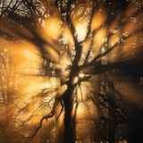 Licht bricht durch Baumkrone