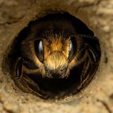 11 and Under     Cutting Edge  11 and Under | Winner  Jamie Smart  Leaf-cutter bee (Megachilidae)  Powys, Wales     I adore bees and have spent a lot of time this year studying them and finding out about what I can do to help the wild bees around our garden thrive. I designed and made a bee hotel using clay and have watched it flourish. One day, as I was walking past it, I spotted this leaf-cutter bee poking her head out of one of the clay holes and thought it would make a lovely photo, so I ran back inside to grab my camera and hoped that she would still be there when I returned – luckily, she was! Using my macro set up – the OM1 Mark II with a speed flash and Cygnustech diffuser – I managed to capture this image of her  looking at me from inside the clay hole. It was quite tricky to get the light to penetrate into the hole, as she had gone a little deeper inside by the time I had returned and I didn’t want to disturb her too much by going too close, so I cropped in and adjusted the highlights and shadows in the editing phase to create this image.   