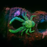 Bunter Furchenkrebs leuchtet im Wasser