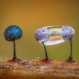 Schleimpilz Lamproderma scintillans mit kugelförmigen Sporen