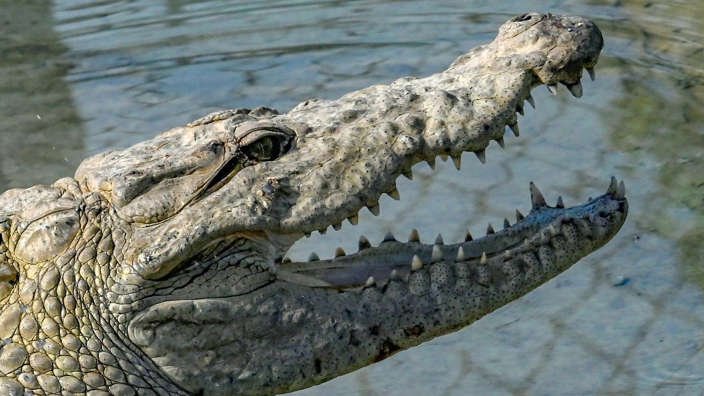 Ausgewachsenes Sumpfkrokodil