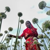 Faridpur, Bangladesch. Eine Frau arbeitet inmitten blühender Zwiebelfelder. Dort erstrecken sich Tausende von weißen Blütenköpfen über die Landschaft. Da es kaum Bienen für die natürliche Bestäubung gibt, bestäuben viele Landwirte die Zwiebelblüten sorgfältig von Hand, indem sie den Pollen manuell weitergeben. 