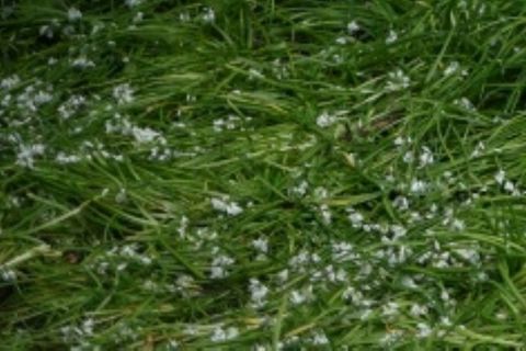 Bereits blühender Bärlauch