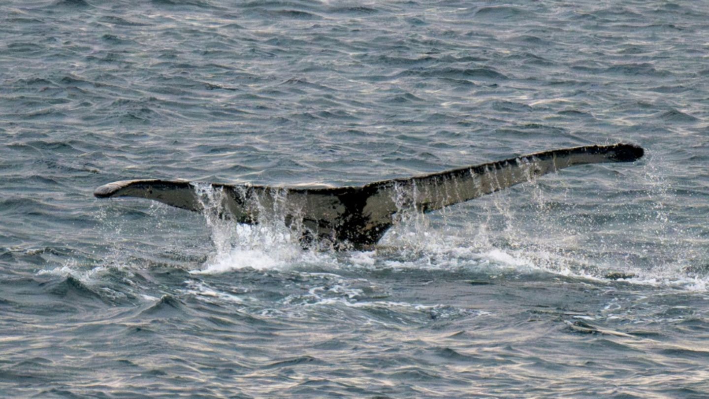 Mecklenburg-Vorpommern: Wal verfängt sich vor Ostseeküste in Fischernetz