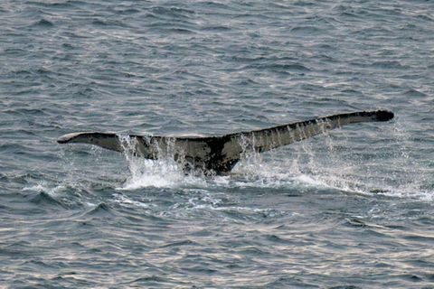 Schwanzflosse von Buckelwal