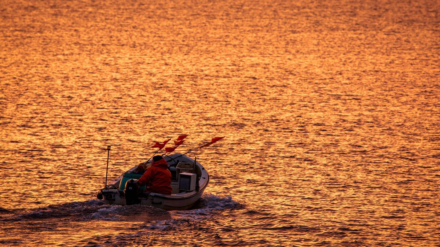 Meeressäuger: Wal verfängt sich vor Ostseeküste in Fischernetz