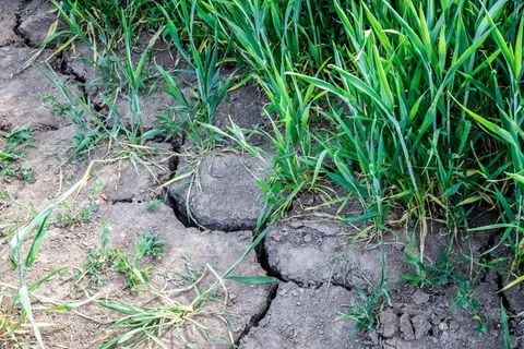Die Landwirtschaft in Europa kämpft mit den Folgen des Klimawandels. Foto: Sina Schuldt/dpa