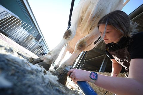 Bei dem Scheren der Kühe ist Feingefühl gefragt. Foto: Lars Penning/dpa