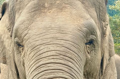 Anwohner vermuten, der Elefant könnte "einen Geschmack für menschliche Nahrung entwickelt" haben. (Archivbild) Foto: Carola Fren