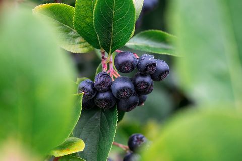 Aroniabeeren gelten als die bedeutendste Strauchbeerenart in Sachsen. (Archivbild) Foto: Daniel Vogl/dpa