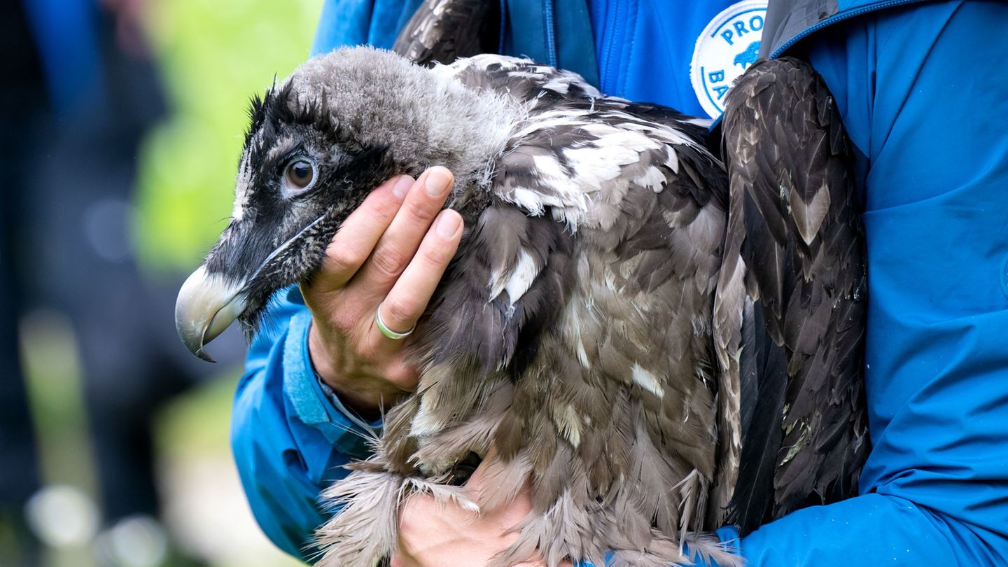 Als Recka ausgewildert wurde, war sie noch klein und konnte nicht fliegen. Jetzt hat sie schon einen Partner. (Archivbild) Foto: