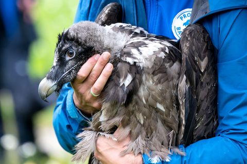Als Recka ausgewildert wurde, war sie noch klein und konnte nicht fliegen. Jetzt hat sie schon einen Partner. (Archivbild) Foto: