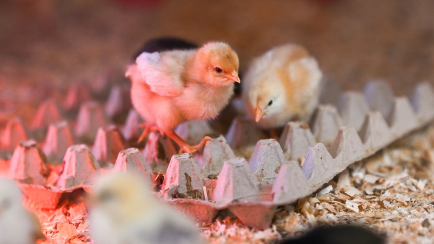 Küken auf Eierkarton