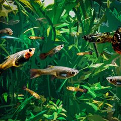 Guppys in einem Aquarium