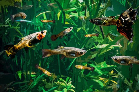 Guppys in einem Aquarium